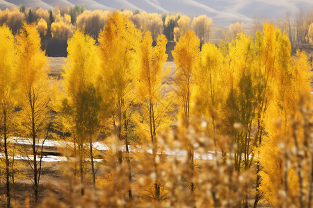 秋天里的杨树背景图片