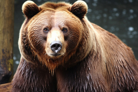 野外的棕熊背景图片