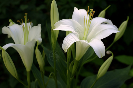 美丽的植物百合高清图片