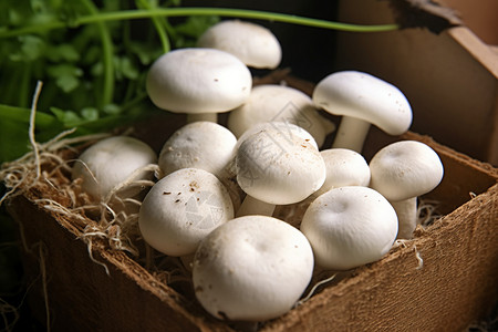 室内温室培育的蘑菇图片