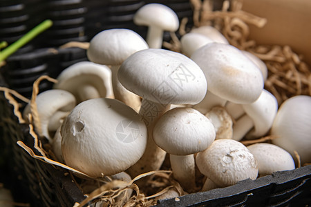 现代农场培育的蘑菇图片
