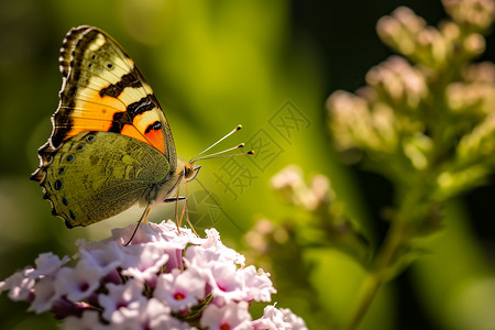 飞的蝴蝶素材飞停在粉色花上的蝴蝶背景
