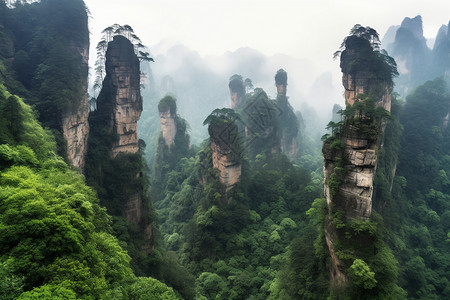 云里雾里森林公园风景背景