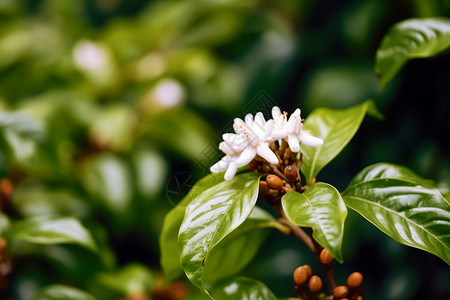 美丽的咖啡花高清图片