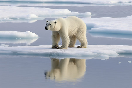的北极熊背景图片