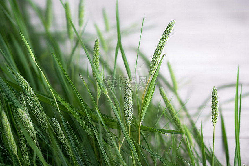 绿油油的稻草图片