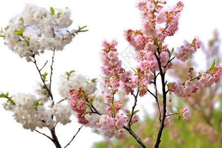 美丽的花瓣图片