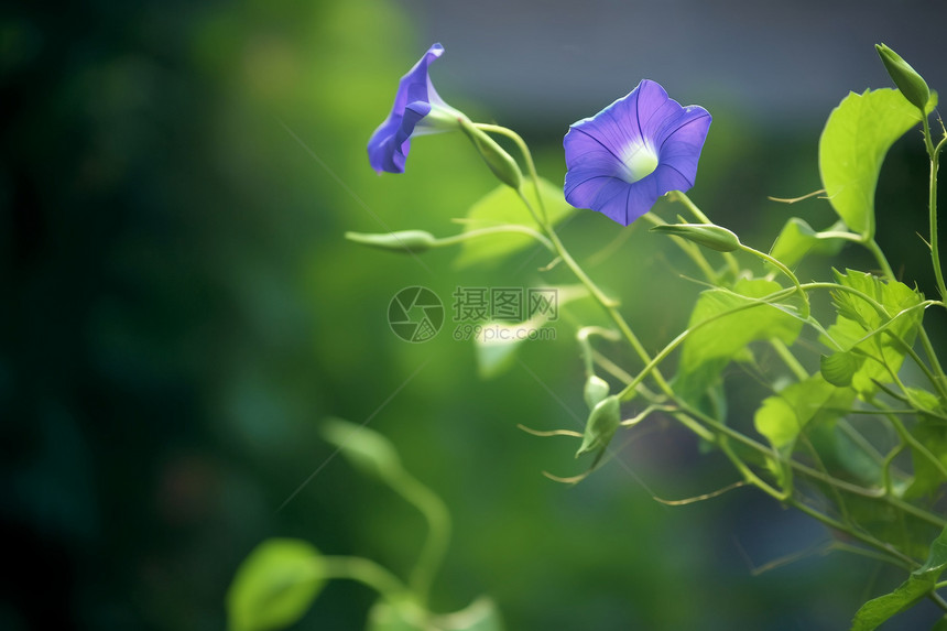 花园中盛开的牵牛花图片