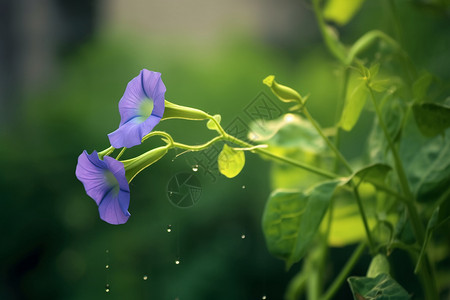 美丽的牵牛花背景图片