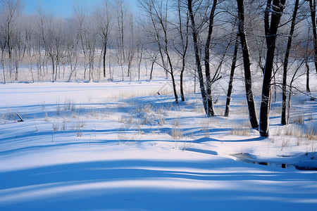 冬天户外的树木背景图片