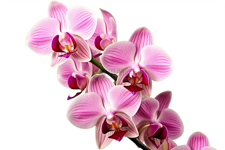 粉红色的兰花图片