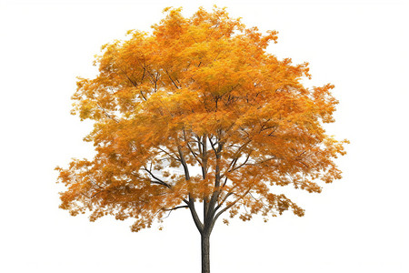 一颗孤独的树一颗金色的枫树插画