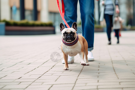 行走的斗牛犬图片