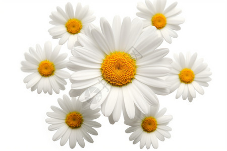 花瓣心形黄色花蕊的花朵插画