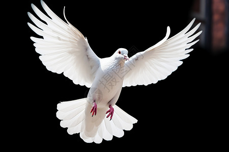 白鸽飞翔飞翔的白鸽背景