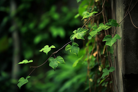 攀缘植物绿色的藤蔓背景