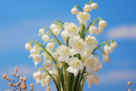 白色的花瓣图片