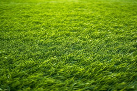 风吹过的绿草背景图片