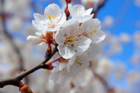 杏花花瓣典雅的杏花背景