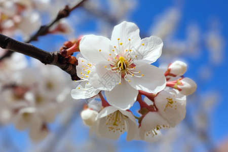 杏花花瓣好看的杏花背景