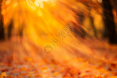 秋季掉落的树叶壁纸背景图片