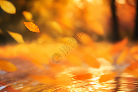 黄色掉落的树叶壁纸背景图片