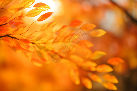秋季的树叶壁纸背景图片