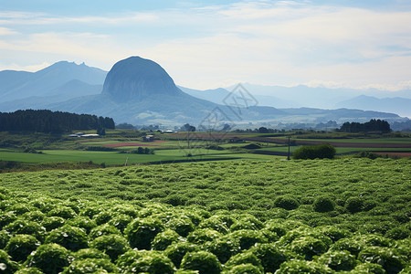 田地里种植的庄稼图片