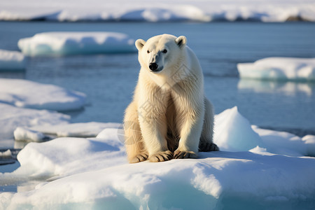 北极熊冰山白色的北极熊背景