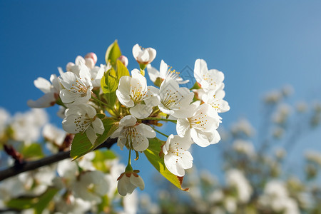 新鲜的小白花背景图片