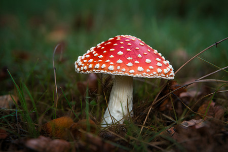 户外的真菌蘑菇图片