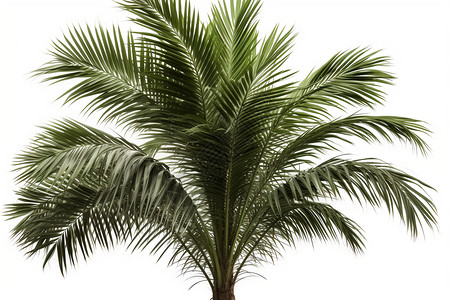 热带的棕榈树木背景图片