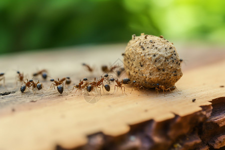 运输的昆虫蚂蚁图片