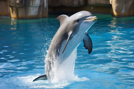 跳跃的动物海豚背景图片