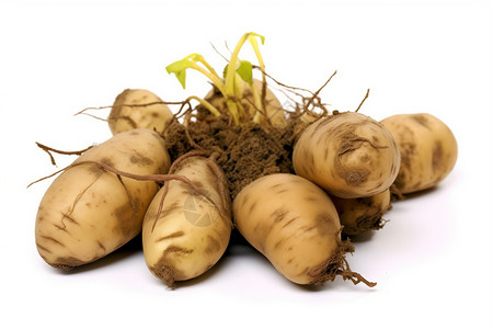 健康马铃薯块茎幼苗图片