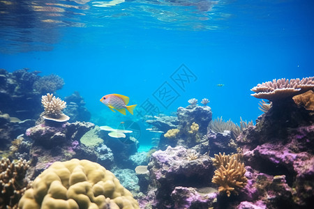 海洋底部生态系统高清图片