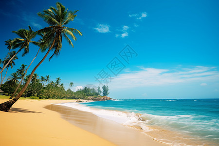 海滩上的热带植物图片