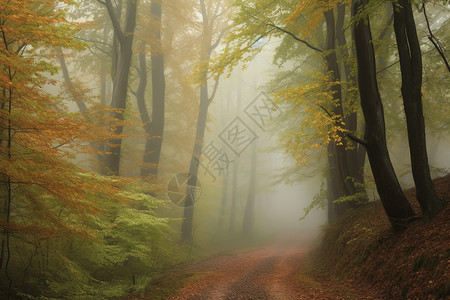 雾气萦绕下的树林图片