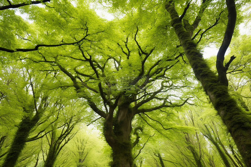 绿色静谧森林的一角图片