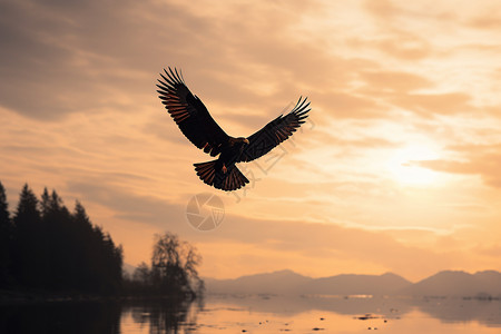 夕阳下在飞翔的鸟图片