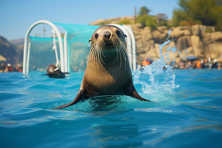 水族馆里的海狮高清图片