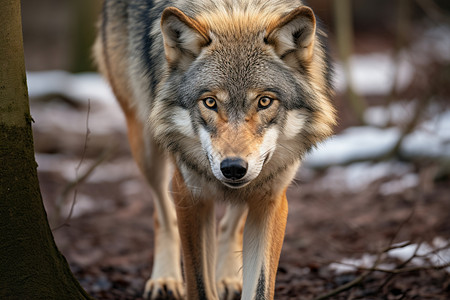 森林凶狠的狼背景图片