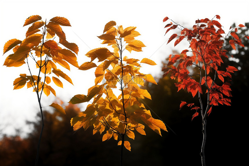 秋天的树木树枝图片