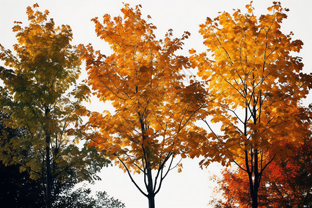 秋天的树木叶子图片