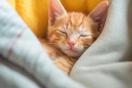 黄色猫咪睡觉睡觉的宠物小猫背景
