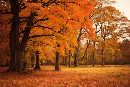 户外秋天的树木图片