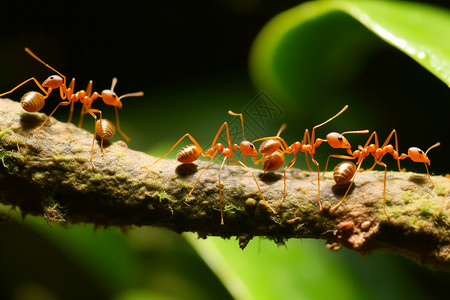 胭脂虫红红色的动物蚂蚁背景