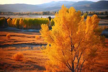 户外暖色的树叶背景图片
