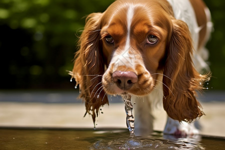 牛头犬夹西班牙猎犬背景