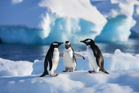 南极洲企鹅背景图片